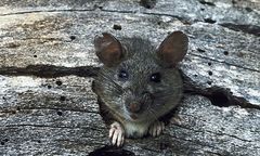 Poczekają na wyniki egzaminów - szczury zjadły arkusze