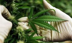 Szkoły ujawniają dilerów