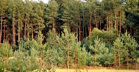 Zakaz wstępu do lasu w ponad połowie nadleśnictw w Polsce