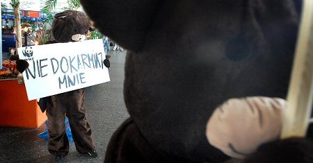 Misie protestują: przestańcie nas dokarmiać!