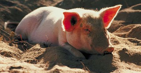Przerażające wyniki kontroli polskich chlewni