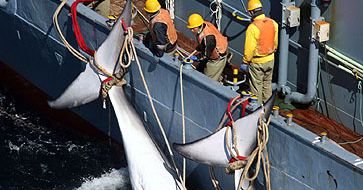Greenpeace ratuje wieloryby