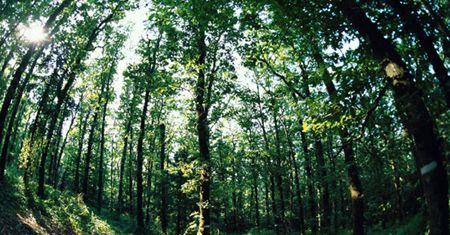 Rosja buduje po cichu bazę w Białowieży