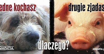 Psie mięso na sprzedaż w Warszawie