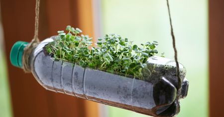Wielkanocny przysmak. Pomoże na niestrawność, wymiecie pasożyty