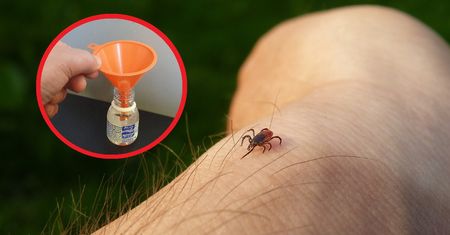 Kleszcze unikają jak ognia. Zapach, który wydziela ich śmiertelny wróg
