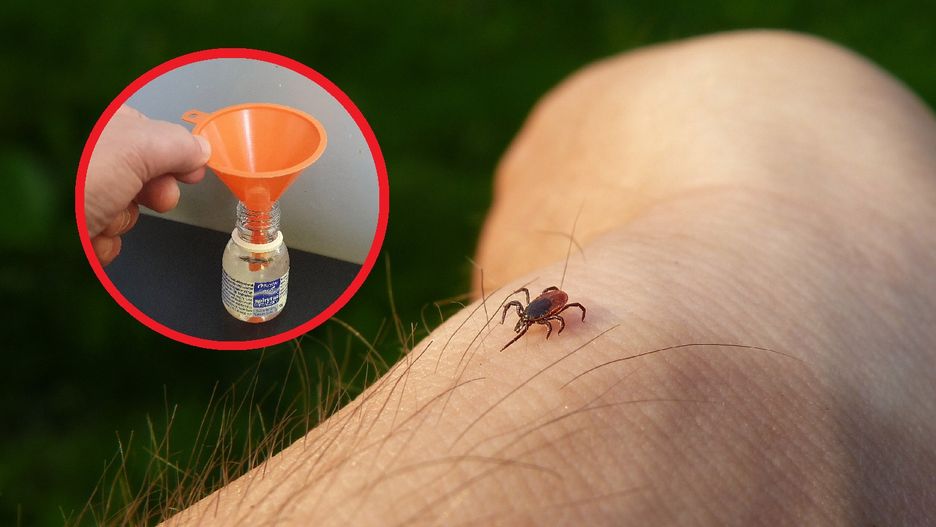 Kleszcze boję się go jak ognia. Zapach, który wydziela ich śmiertelny wróg