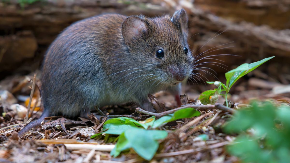 Sposoby na pozbycie się nornic z ogrodu