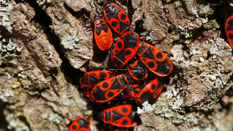 Osiem owadów, które lepiej zostawić w spokoju