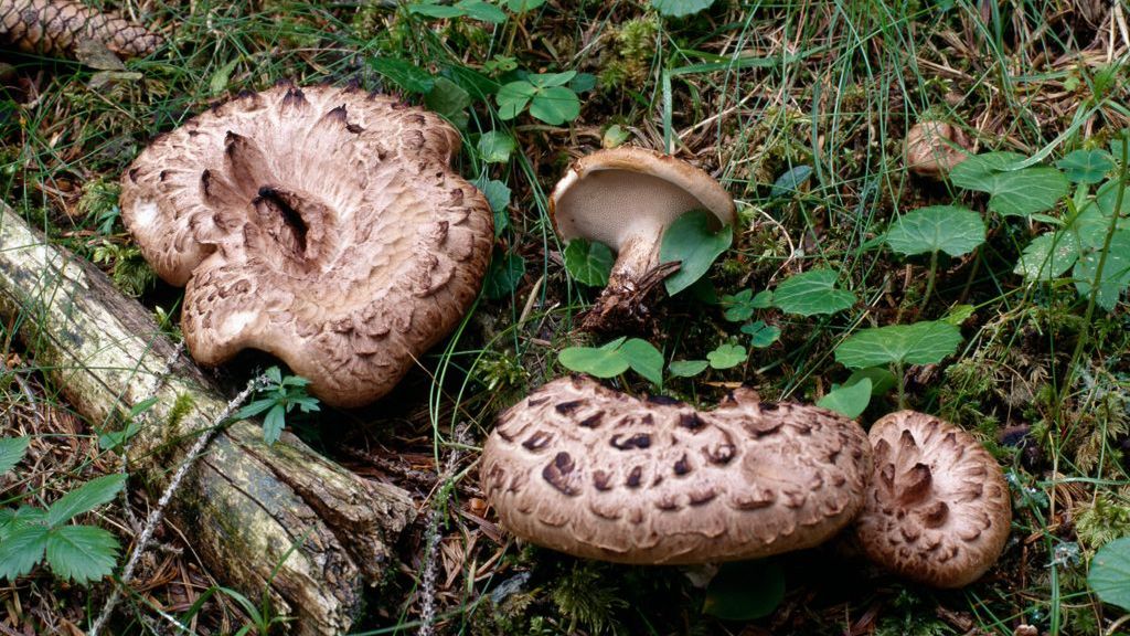 Choć smaczny i zdrowy, ten grzyb wciąż jest mało znany. Wypatruj go między sosnami