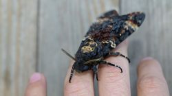 Największy tego typu owad w Polsce. W maju pojawia się "trupia główka"