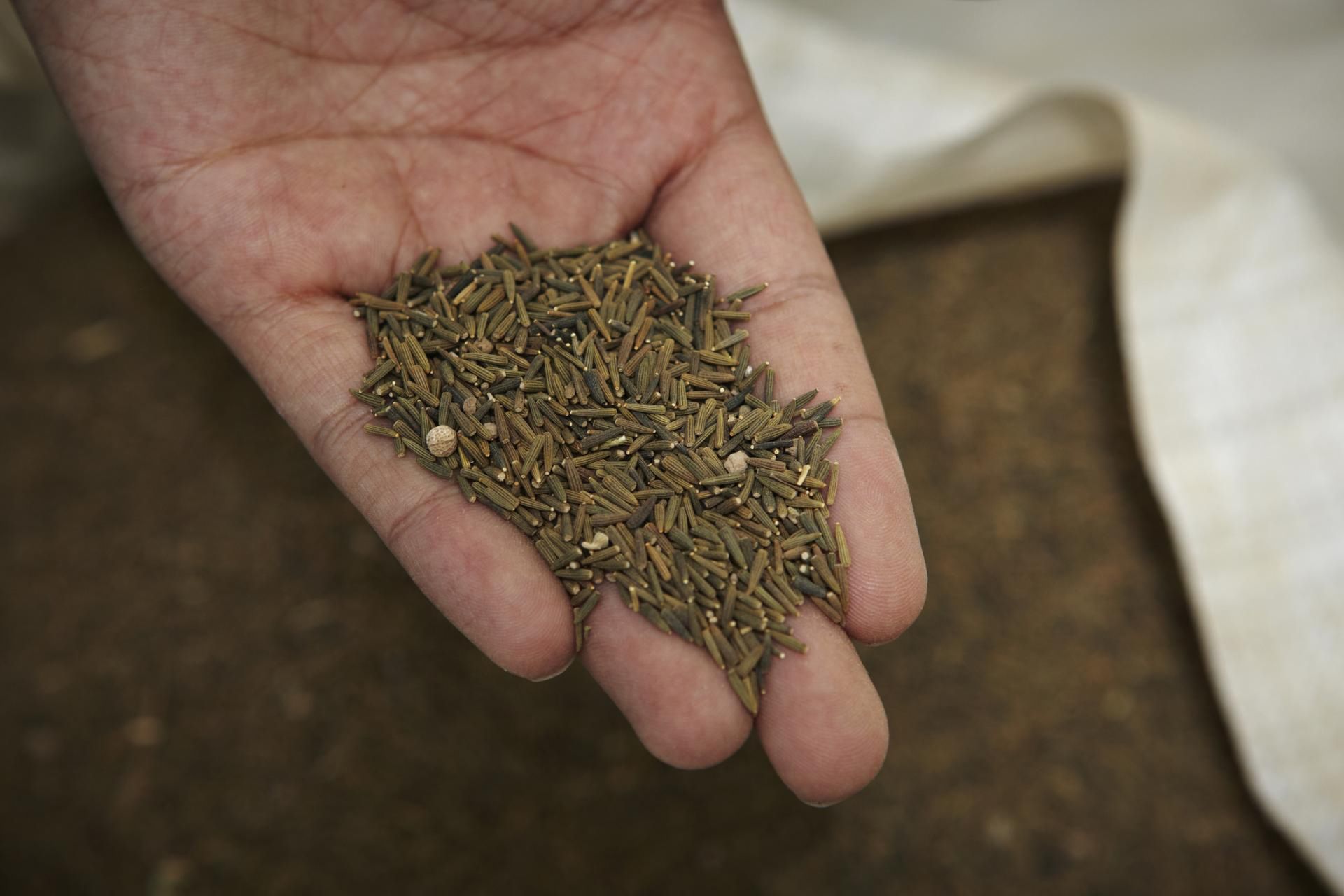 Auchan poinformował o wycofaniu jednej partii przyprawy Prymat