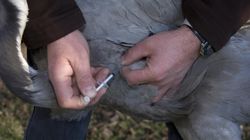 Zmarł dwa tygodnie po zakażeniu. To kolejny przypadek ptasiej grypy