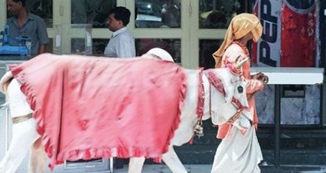 Hinduska Pepsi Cow ze świętej krowy