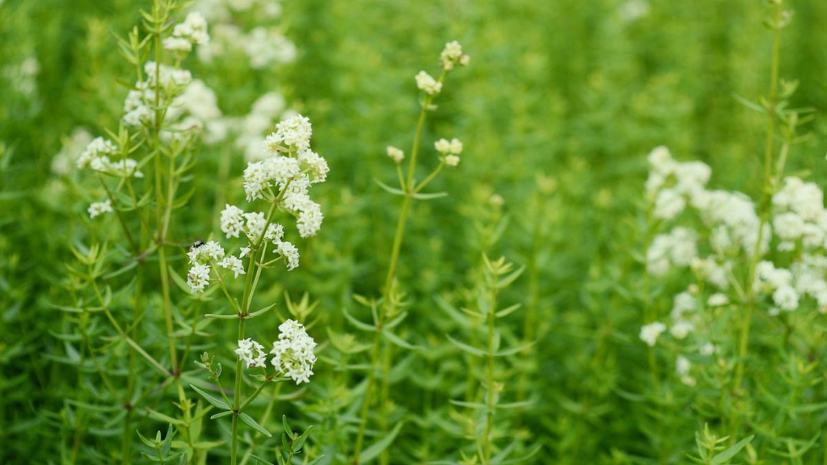 Przytulia czepna to roślina, która bywa traktowana jak chwast. Tymczasem okazuje się, że stanowi cenny surowiec zielarski.