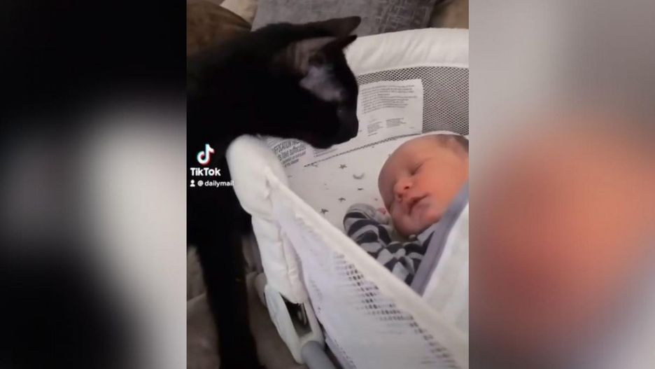 Filmik z kotem i niemowlakiem bije rekordy popularności w sieci