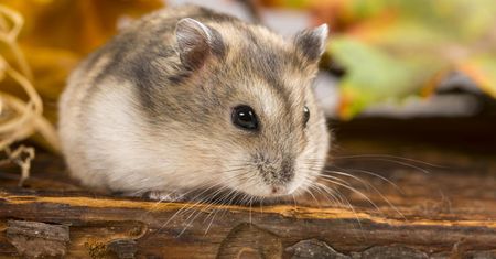 Chomik dżungarski i inne rasy. Charakterystyka, pielęgnacja i żywienie
