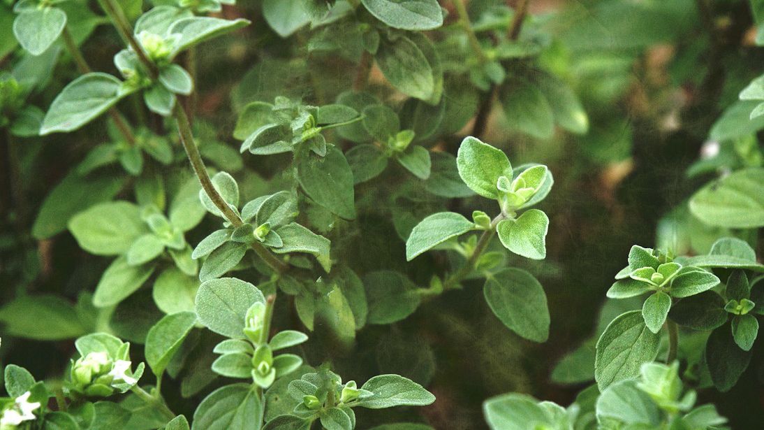 Dlaczego warto częściej używać oregano?