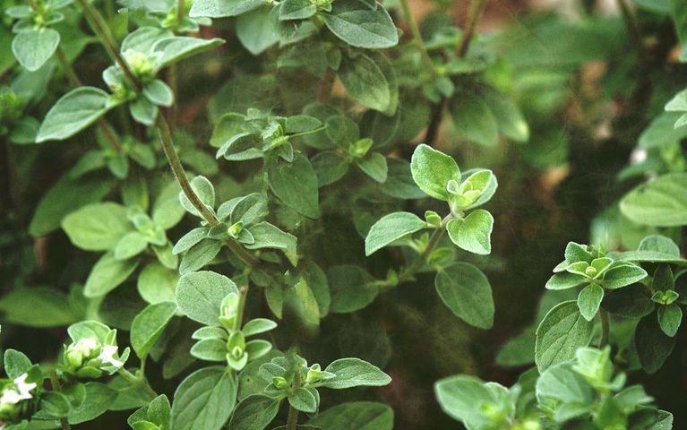 Dlaczego warto częściej używać oregano?