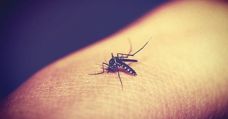 Argentyna walczy z rekordową epidemią gorączki denga.