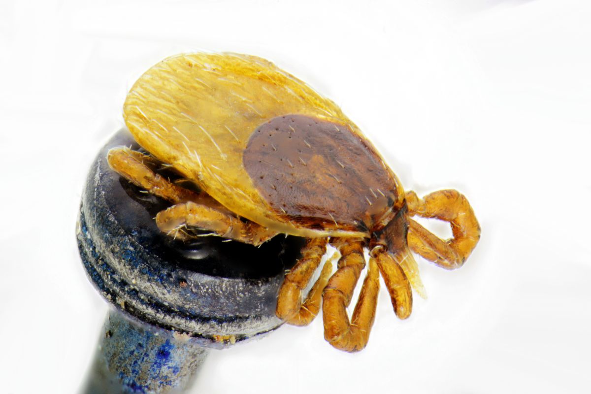 Kleszcze mogą występować nawet w dużych miastach