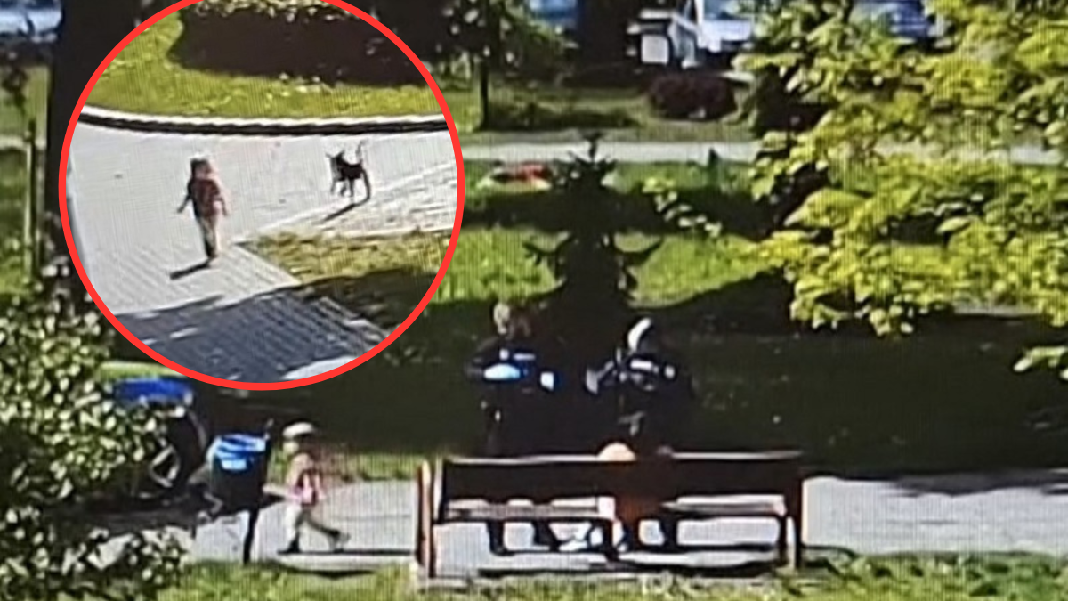 Przechodzień zapobiegł tragedii