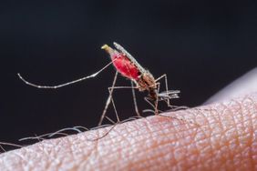 Domowe sposoby na odstraszenie komarów. Każda mama powinna je znać