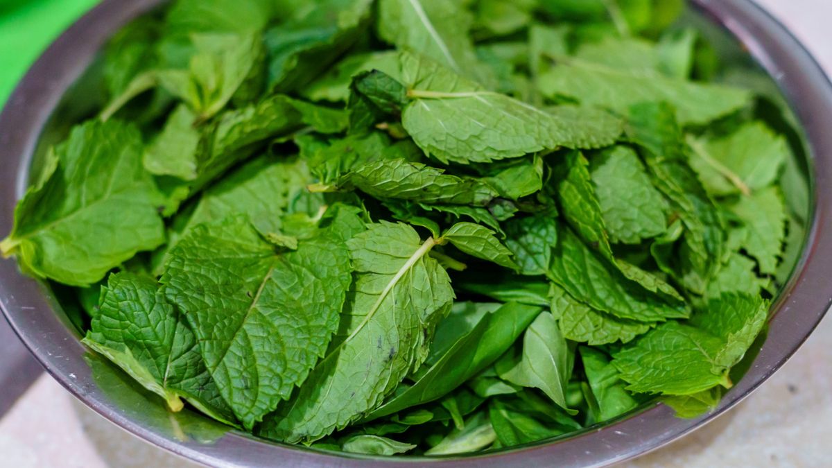 Nalewka miętowa będzie zielona, jeśli użyjesz sporej ilości młodych, świeżych listków mięty pieprzowej