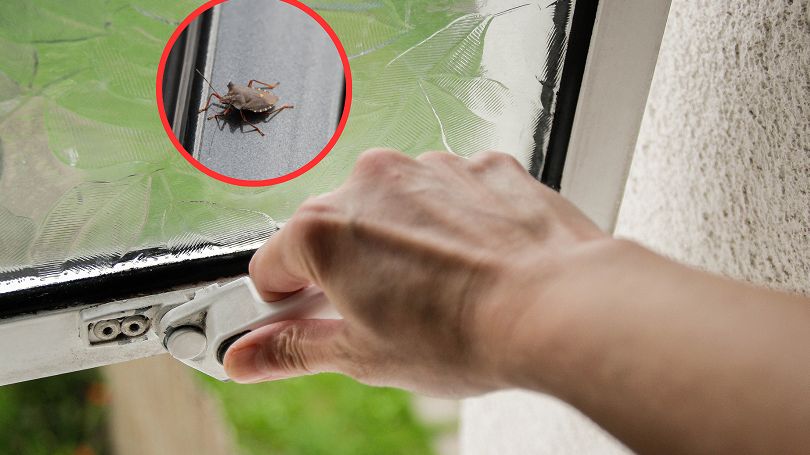 Coraz częściej pojawia się w polskich domach. Poznasz go po nieprzyjemnym zapachu