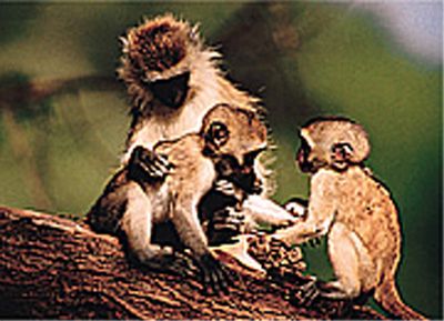 Połowa gatunków małp zagrożonych wyginięciem