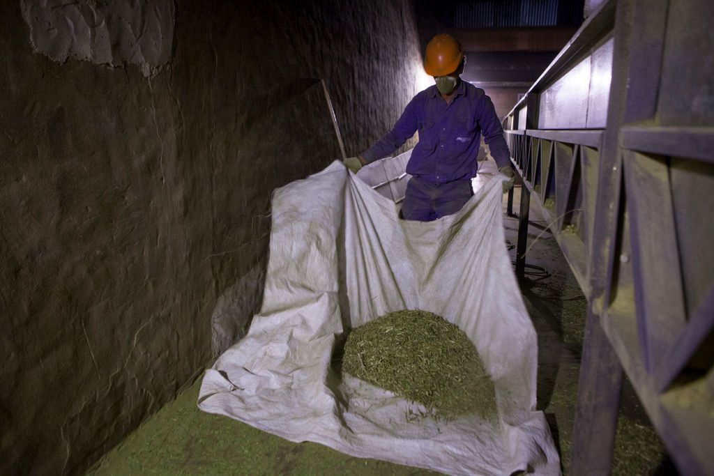 Naukowcy spierają się na temat właściwości yerba mate