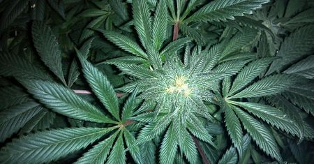 Palenie marihuany - charakterystyka i działanie narkotyku, marihuana medyczna
