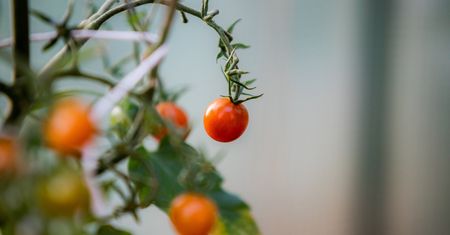 Warzywa z resztek – jak je wyhodować?