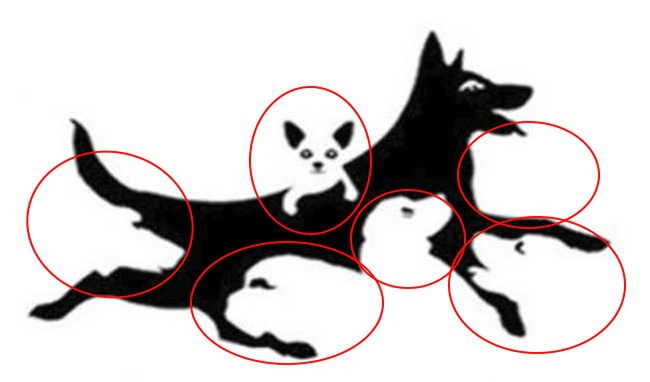 Test obrazkowy: Ile psów widzisz? 