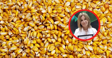 Znajdują się w orzechach ziemnych, zbożu, migdałach. Uszkadzają wątrobę i nerki, prowadzą do nagłej śmierci