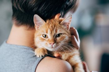 Posiadanie kota może zwiększać ryzyko schizofrenii? Są nowe badania