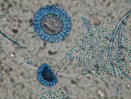 Aspergillus niger 