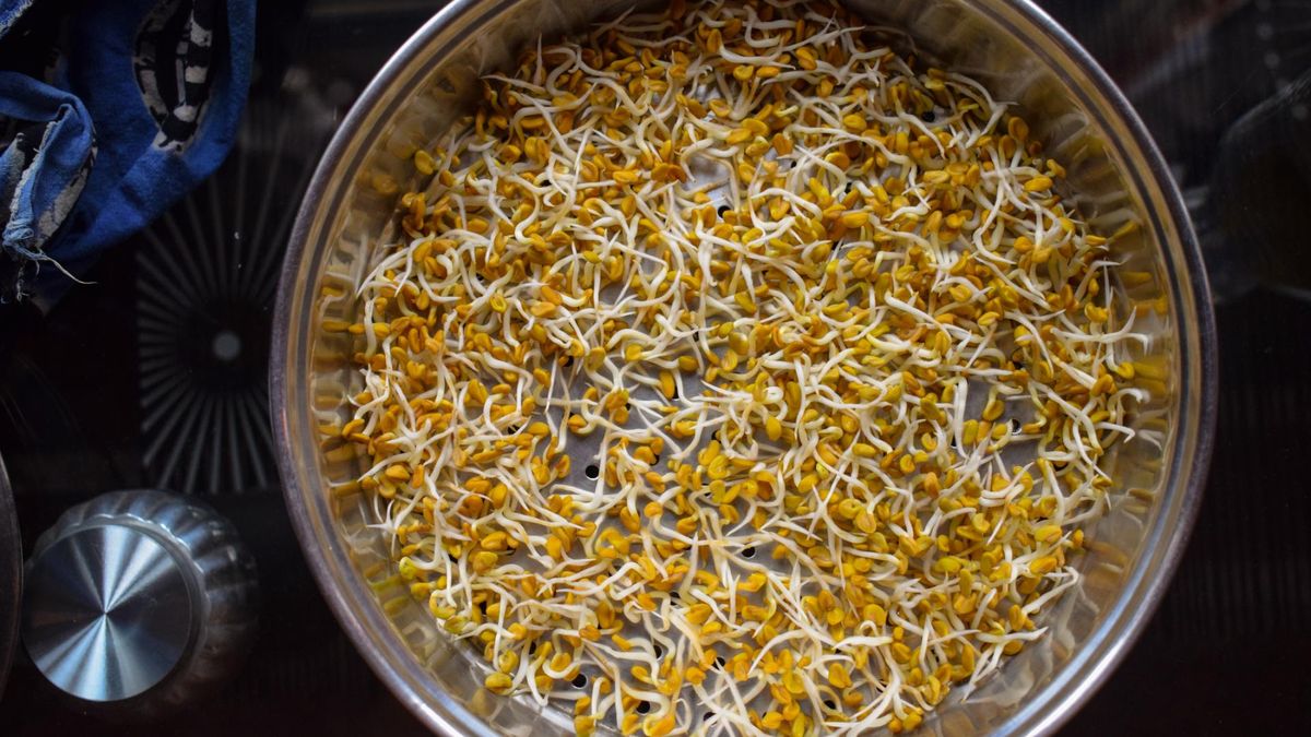 Kozieradka obniża ciśnienie krwi