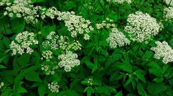 Podagrycznik - chwast czy superżywność?