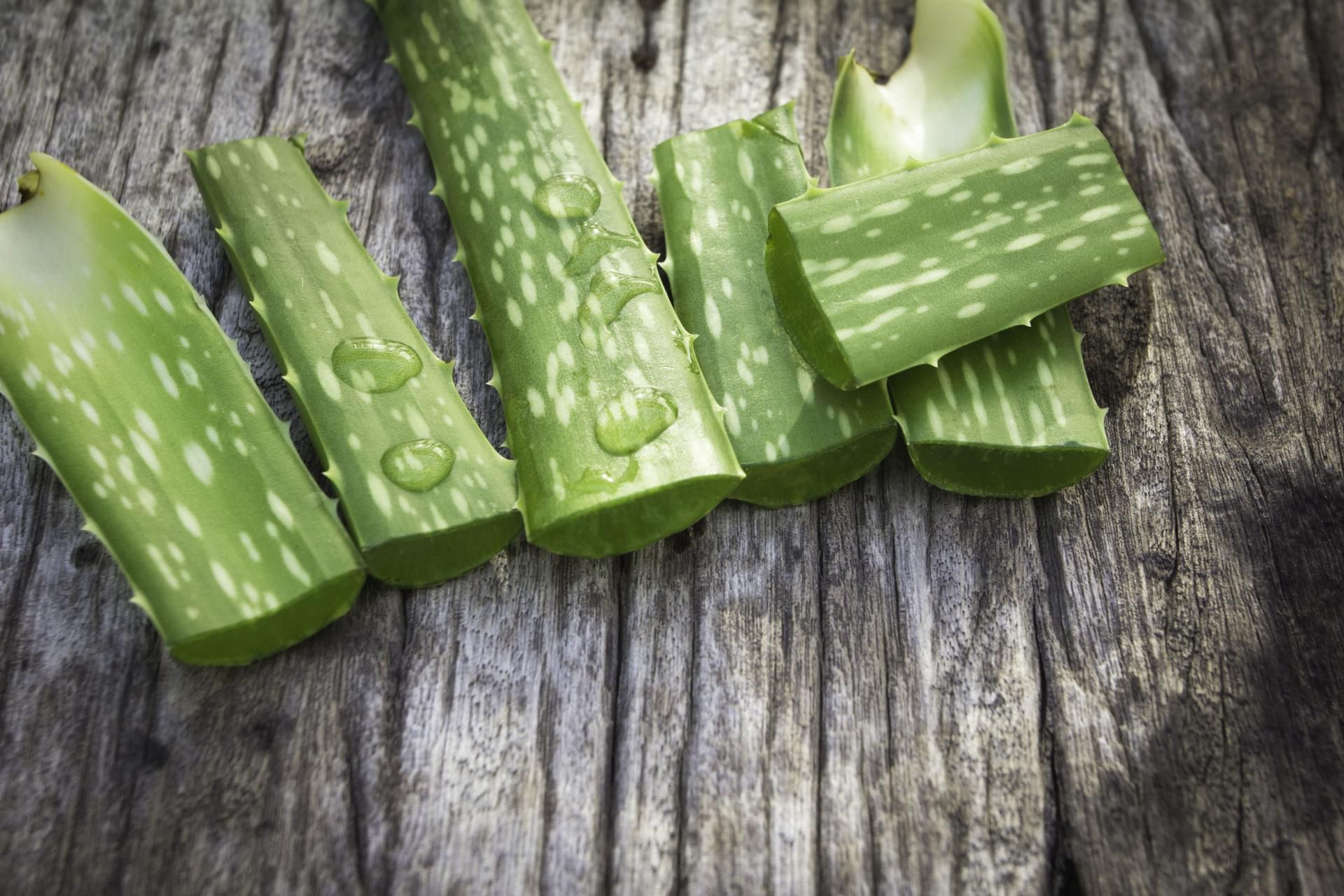 Aloes łagodzi oparzenia słoneczne