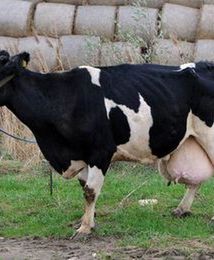 Najbardziej dojna mućka w Polsce to Alfa 12