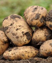 Rząd przyjął projekt nowelizacji ustawy o GMO