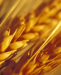 USA, Brazylia i Chiny w centrum uwagi na rynkach zbóż