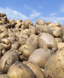 Ziemniaki znikają z obór i talerzy