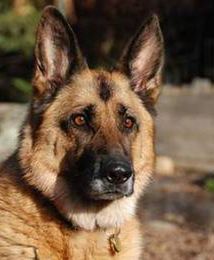 Właściciel psa zapłaci podatek