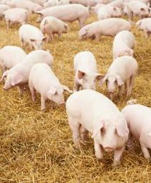 Wykryto APS u świń hodowlanych w Polsce