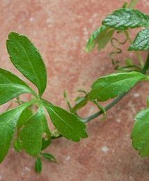 Koniec zioła życia