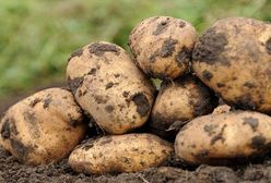 Białoruś wprowadza zakaz importu ziemniaków z UE