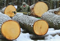 Puszcza Białowieska boi się siekier