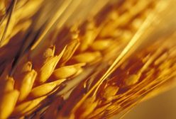 Wzrostowy początek tygodnia na rynkach zbóż